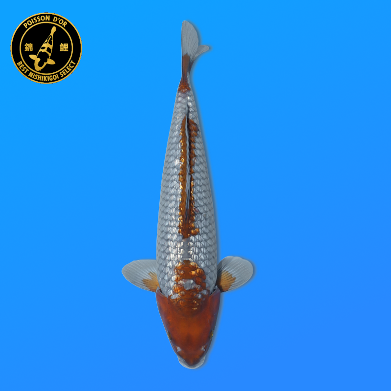 Koi Japan Nisai Ginrin Ochiba kweker Marusaka 35-40 cm