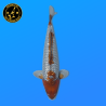 Koi Japon Nisai Ginrin Ochiba eleveur Marusaka 35-40 cm