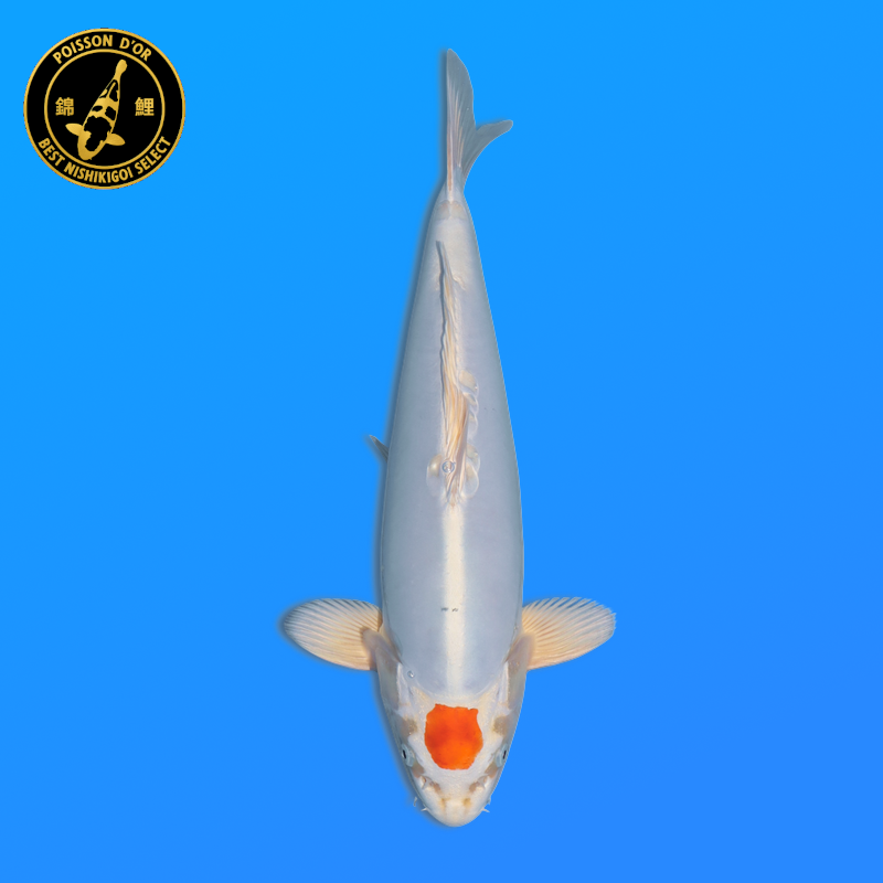Koi Japan Nisai Tancho Kikusui kweker Marusaka 35-40 cm