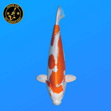 Koi Japon Nisai Kikusui eleveur Marusaka 35-40 cm