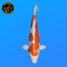 Koi Japan Nisai Kikusui kweker Marusaka 35-40 cm
