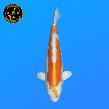 Koi Japan Nisai Doitsu Hariwake kweker Marusaka 35-40 cm