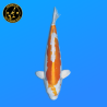 Koi Japan Nisai Doitsu Hariwake kweker Marusaka 35-40 cm