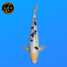 Koi Japan Nisai Doitsu Bekko kweker Marusaka 35-40 cm