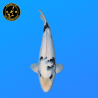 Koi Japan Nisai Shiro Utsuri Man kweker Tanaka 40-45 cm