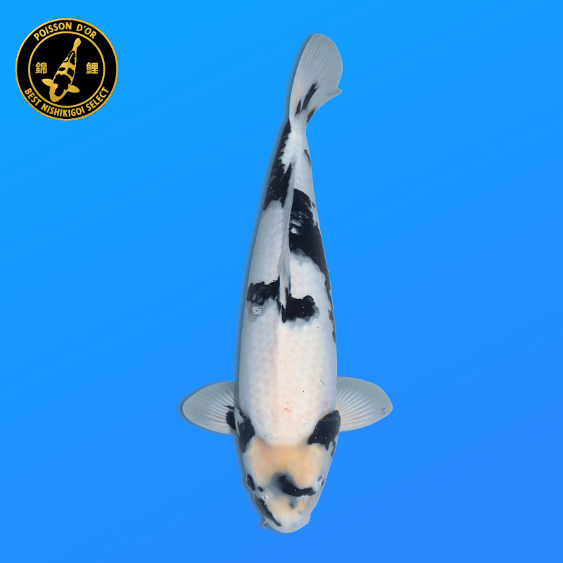 Koi Japon Nisai Shiro Utsuri Male eleveur Tanaka 40-45 cm