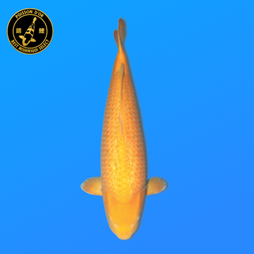 Koi Japan Gosai Ginrin Karashi Vrouw kweker Marusei 73 cm