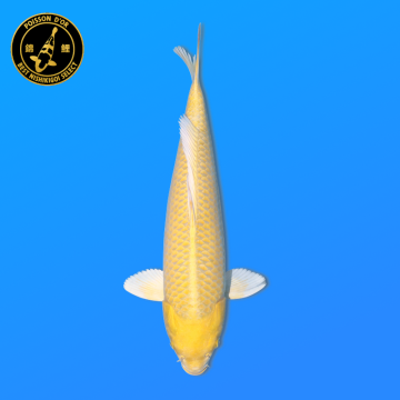 Koi Japan Nisai Yamabuki kweker Sakasume 35-43 cm