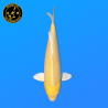 Koi Japan Nisai Yamabuki kweker Sakasume 35-43 cm