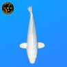 Koi Japan Nisai Purachina kweker Sakasume 38-42 cm