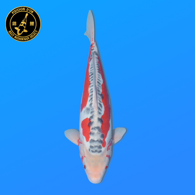 Koi Japan Nisai Shusui kweker Tanaka 40-45 cm