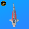 Koi Japon Nisai Shusui eleveur Tanaka 40-45 cm
