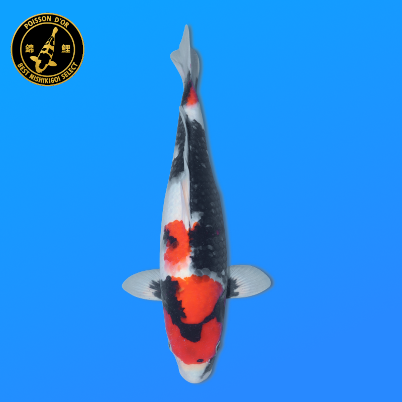 Koi Japan Nisai Showa kweker Tanaka 40-45 cm