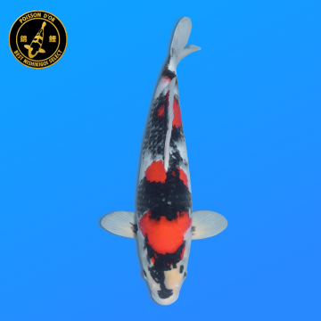 Koi Japan Nisai Showa kweker Tanaka 40-45 cm