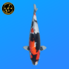 Koi Japan Nisai Showa kweker Tanaka 40-45 cm