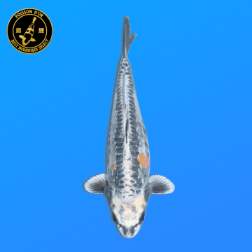Koi Japon Nisai Beni Kikokuryu eleveur Tanaka 40-45 cm