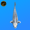 Koi Japan Nisai Beni Kikokuryu kweker Tanaka 40-45 cm