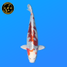 Koi Japan Nisai Kujaku kweker Tanaka 40-45 cm