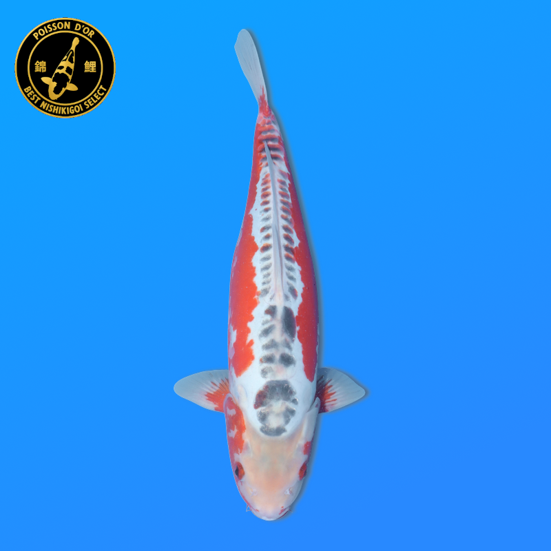 Koi Japan Nisai Shusui kweker Tanaka 40-45 cm