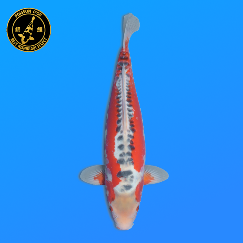 Koi Japan Nisai Shusui kweker Tanaka 40-45 cm