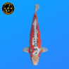 Koi Japan Nisai Shusui kweker Tanaka 40-45 cm