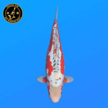 Koi Japon Nisai Shusui eleveur Tanaka 40-45 cm