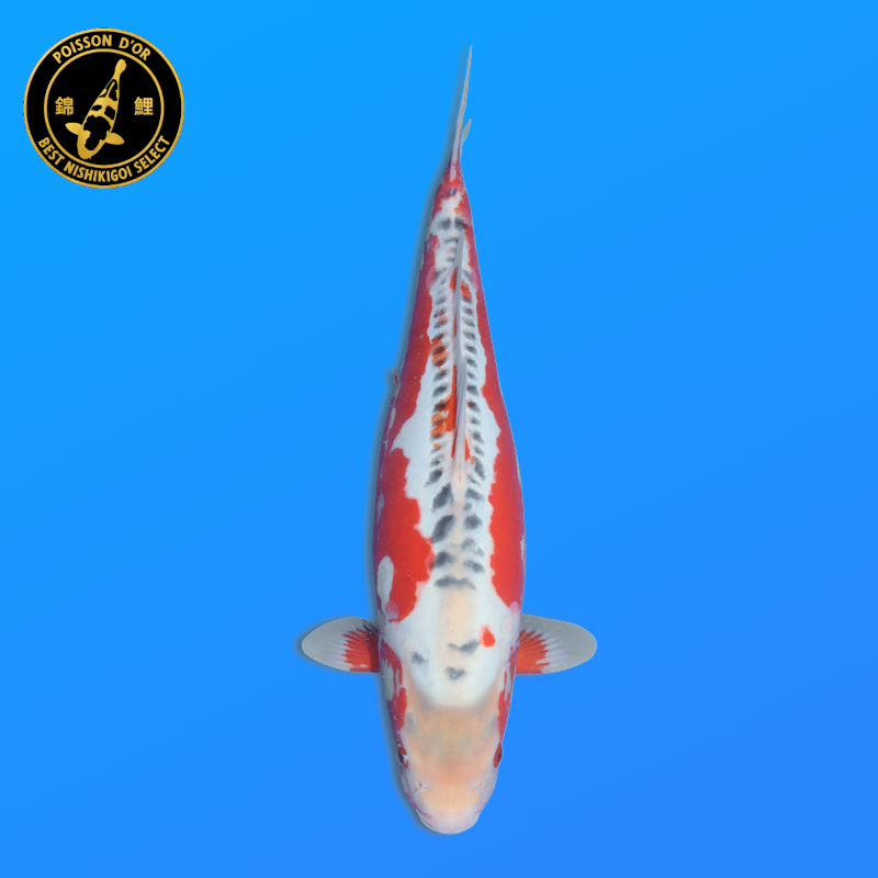 Koi Japan Nisai Shusui kweker Tanaka 40-45 cm