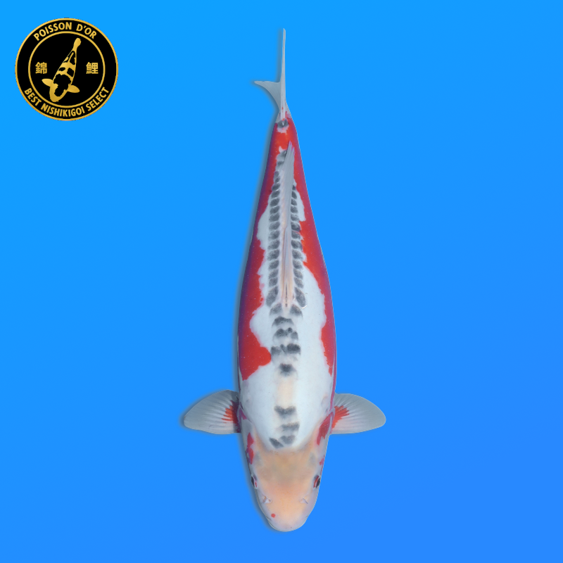Koi Japan Nisai Shusui kweker Tanaka 40-45 cm