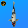Koi Japon Nisai D. Tancho Showa eleveur Kanno 37-45 cm
