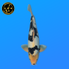 Koi Japan Nisai Doisu Shiro kweker Kanno 37-45 cm