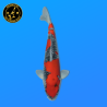 Koi Japan Nisai Goshiki kweker Kanno 37-45 cm