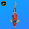 Koi Japon Nisai Goshiki eleveur Kanno 37-45 cm