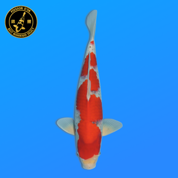 Koi Japon Nisai Goshiki eleveur Kanno 37-45 cm