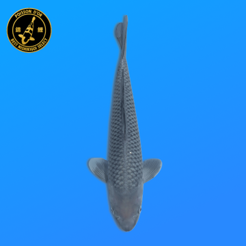 Koi Japan Nisai Soragoi kweker Kawakami 30-35 cm