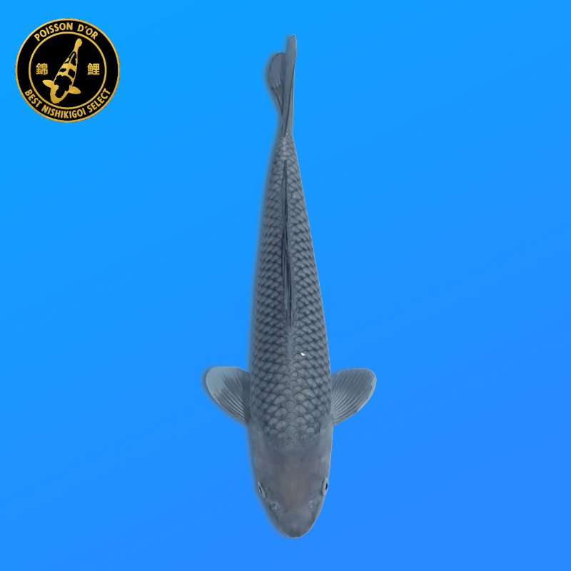 Koi Japan Nisai Soragoi kweker Kawakami 30-35 cm