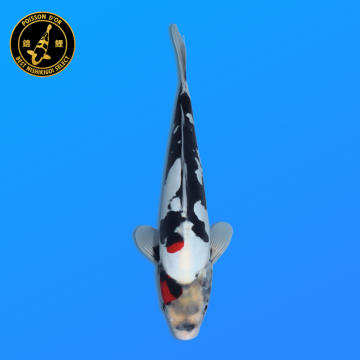 Koi Japan Nisai Doitsu Showa kweker Kawakami 30-35 cm