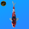 Koi Japon Nisai Doitsu Showa eleveur Kawakami 30-35 cm