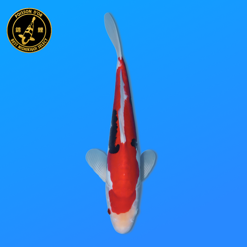 Koi Japan Nisai Doitsu Showa kweker Kawakami 30-35 cm