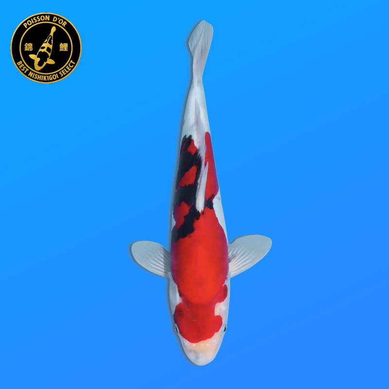 Koi Japan Nisai Beni Kumonryu kweker Kawakami 30-35 cm