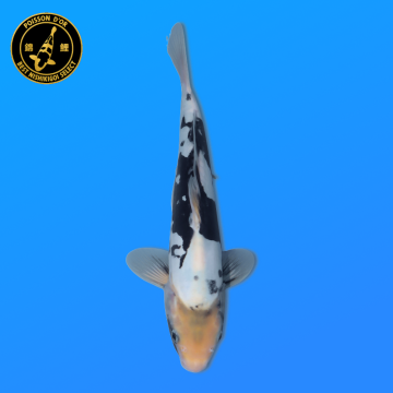 Koi Japon Nisai Doitsu Shiro eleveur Kawakami 30-35 cm