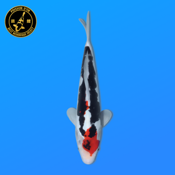 Koi Japan Nisai Beni Kumonryu kweker Kawakami 30-35 cm