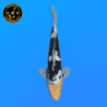Koi Japan Nisai Doitsu Shiro kweker Kawakami 30-35 cm