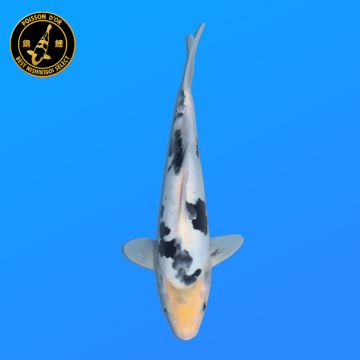 Koi Japon Nisai Doitsu Shiro eleveur Kawakami 30-35 cm