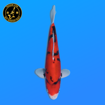 Koi Japan Nisai Doitsu Showa kweker Kawakami 30-35 cm