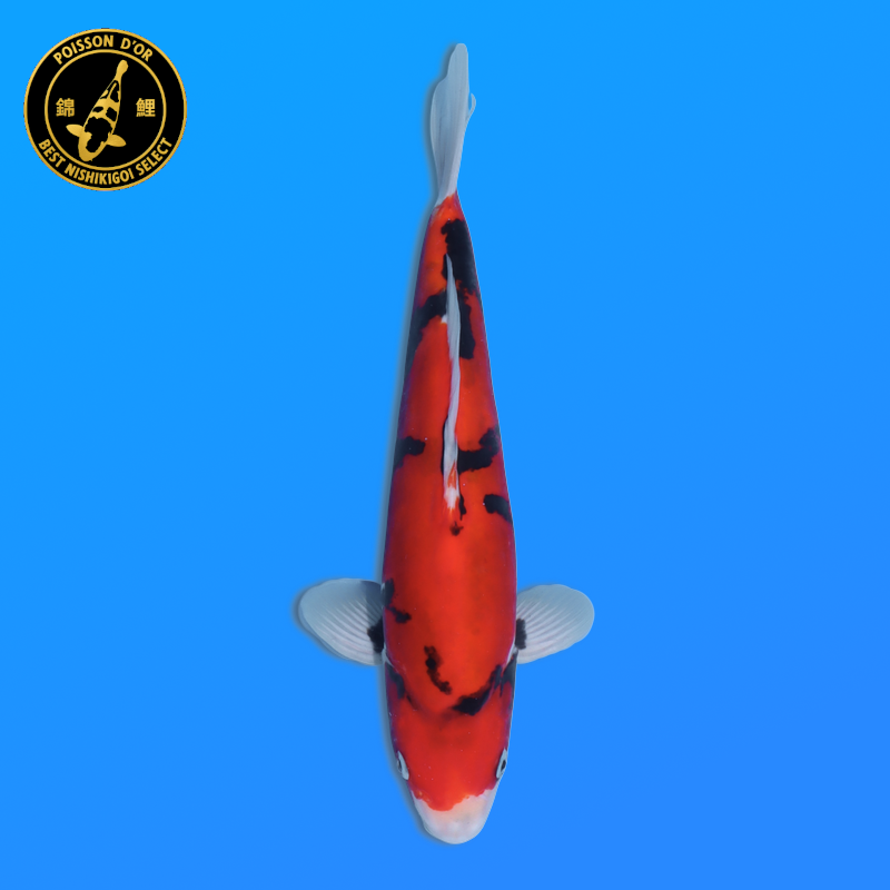 Koi Japan Nisai Doitsu Showa kweker Kawakami 30-35 cm