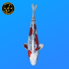 Koi Japon Nisai Beni Kikokuryu eleveur Kawakami 30-35 cm