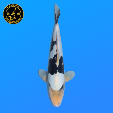 Koi Japan Nisai Doitsu Shiro kweker Kawakami 30-35 cm