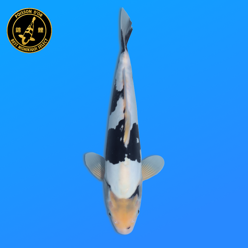 Koi Japan Nisai Doitsu Shiro kweker Kawakami 30-35 cm