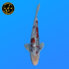 Koi Japan Nisai Kawarigoi kweker Kawakami 30-35 cm