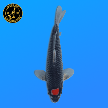 Koi Japan Nisai Tancho Goshiki kweker Kawakami 30-35 cm
